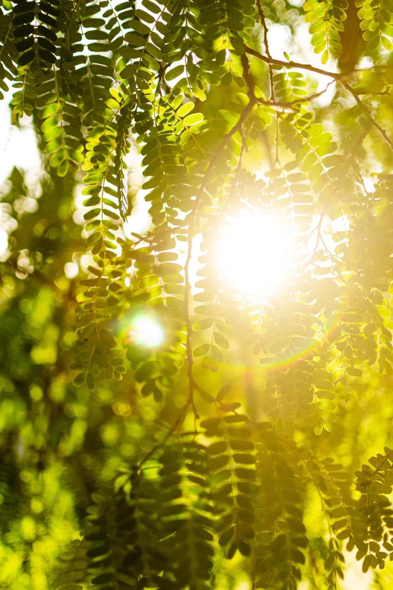 Arbre meteo beaucamps