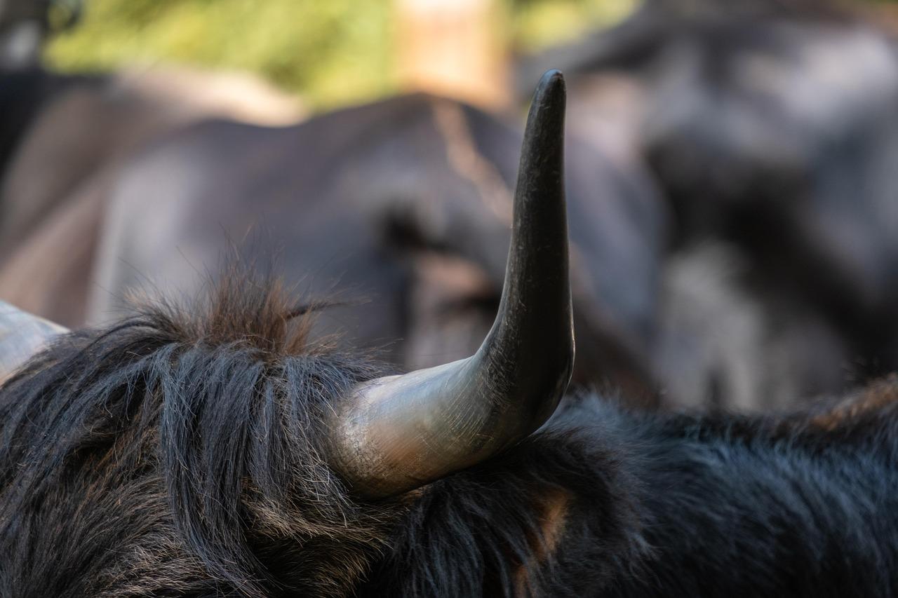 Horn 4432047 1280