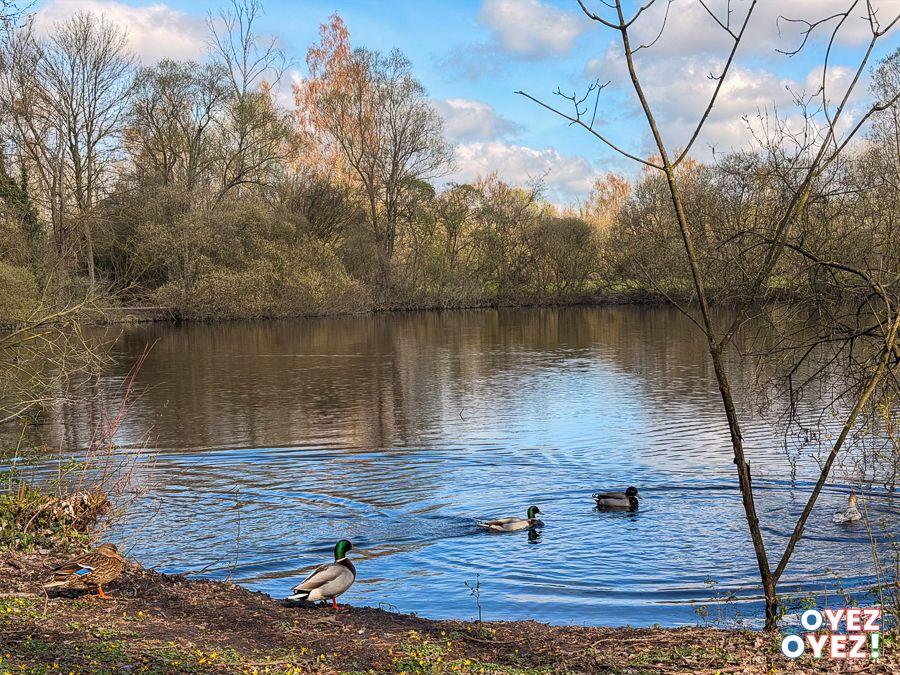 Marais de glisy 007 leandre leber oyez oyez