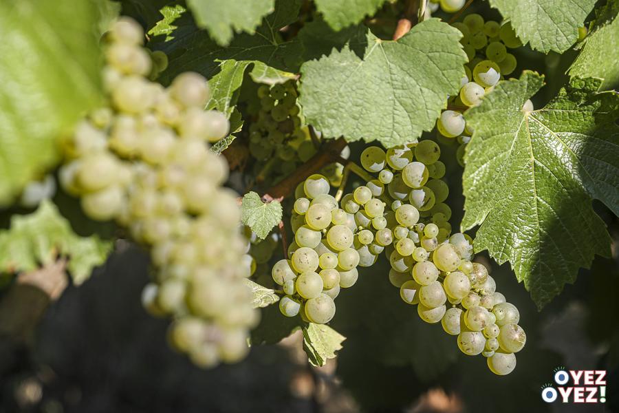 Martin ebersbach vignoble des voeux vendange 2026 leandre leber oyez oyez