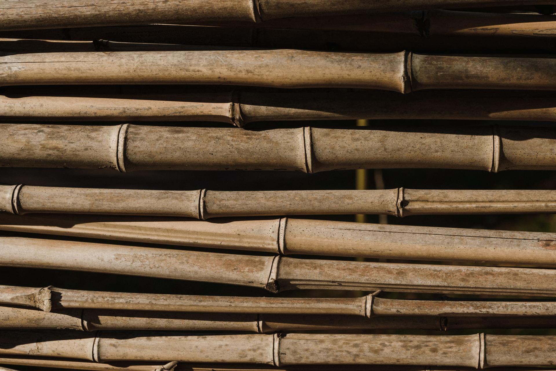 bamboo