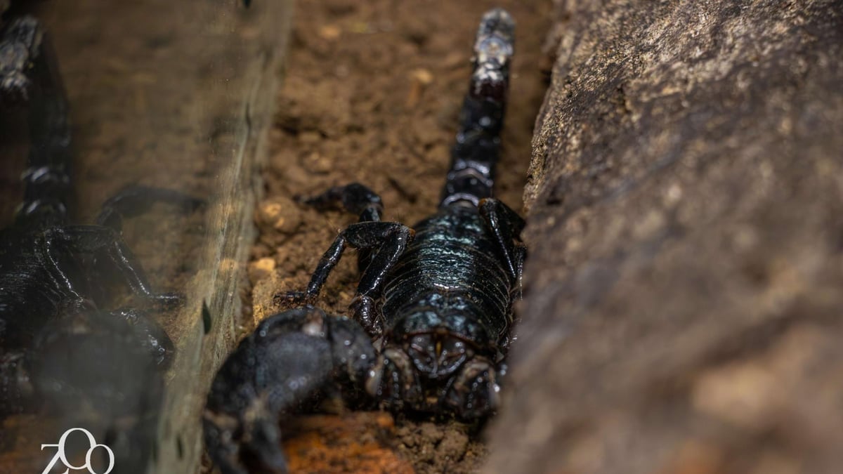 Zoo amiens metropole scorpions